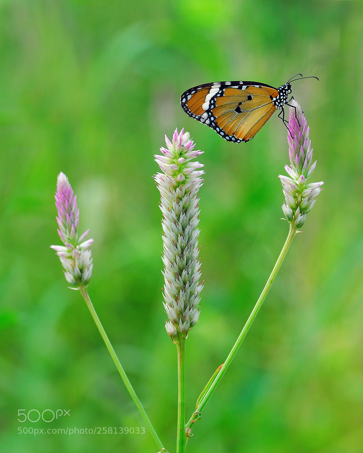 Nikon D200 sample photo. My pose photography
