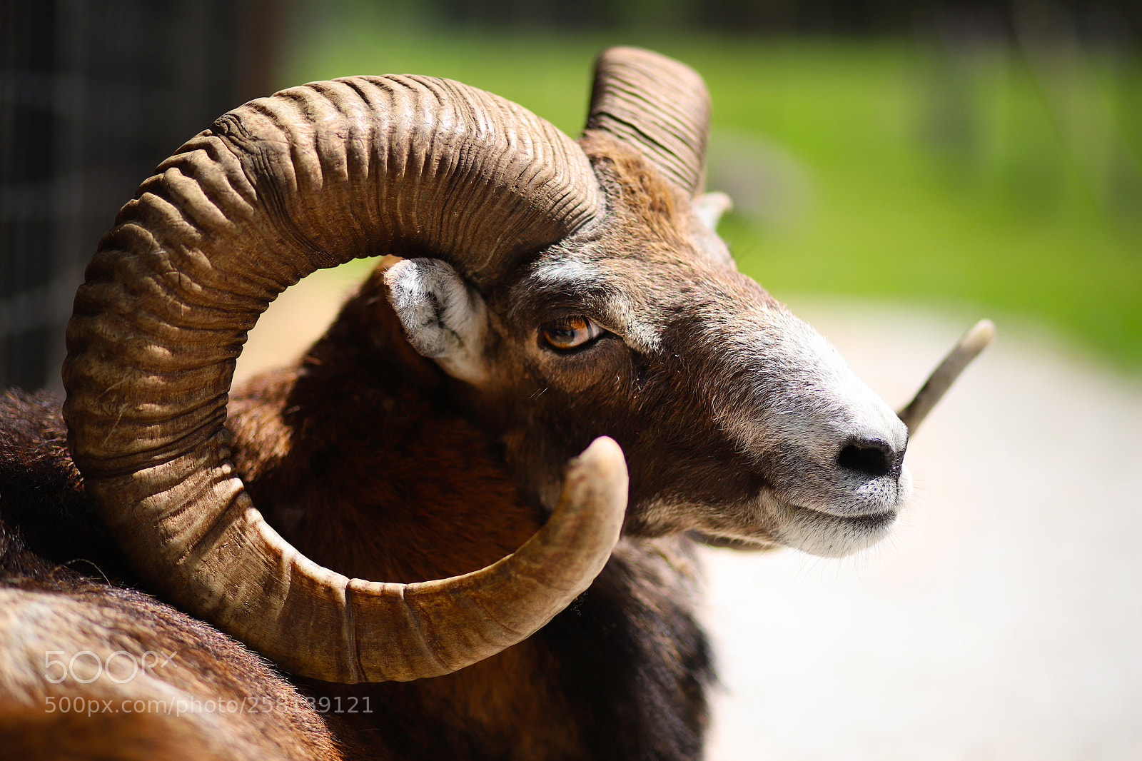 Canon EOS 6D Mark II sample photo. Widder photography