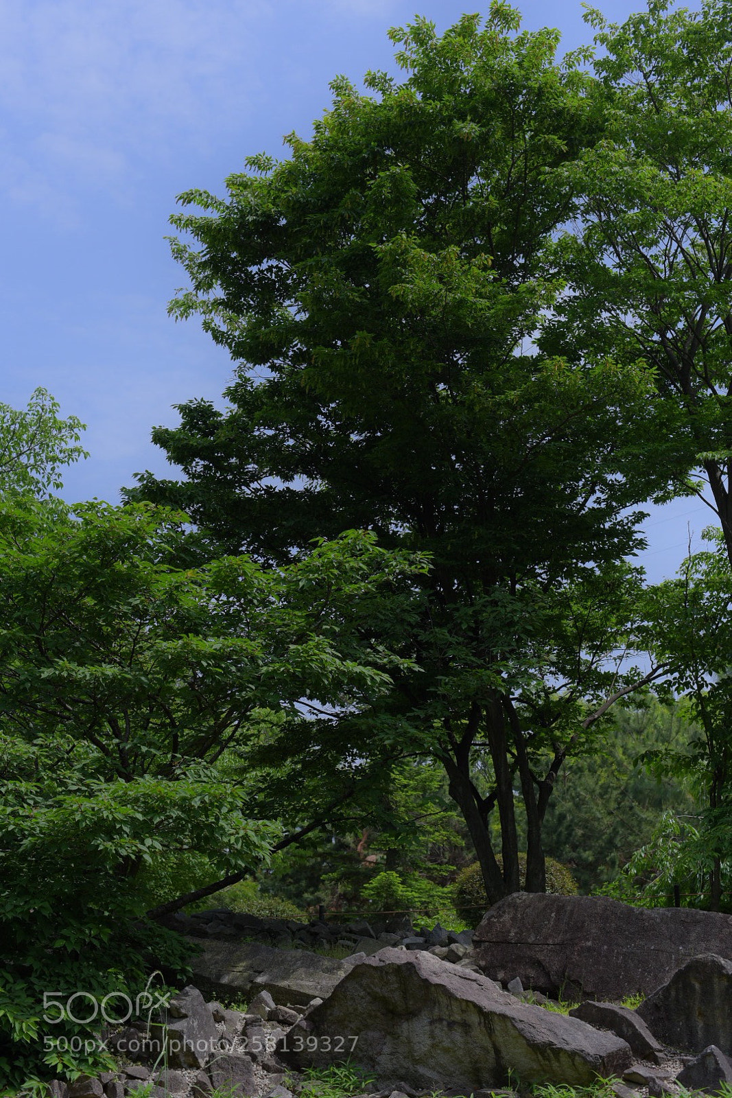 Nikon D750 sample photo. Shinryoku photography