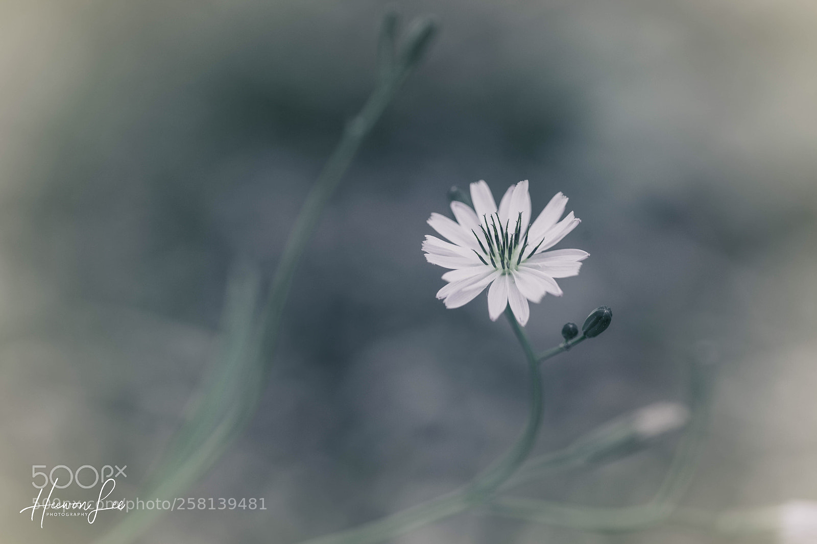 Canon EOS 6D sample photo. Fαιит photography