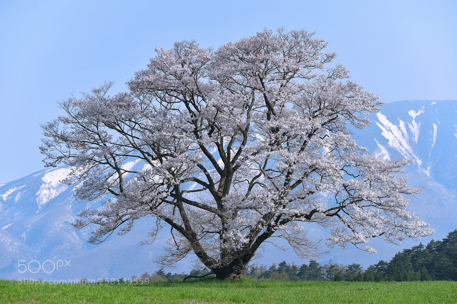 Nikon D850 sample photo. Koiwai's lonely sakura 3 photography