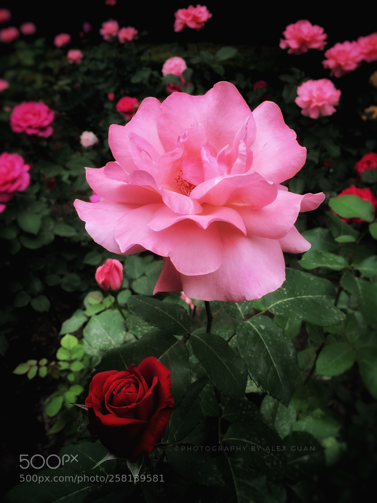 Apple iPhone 6 Plus sample photo. Lotus fairy in rose photography