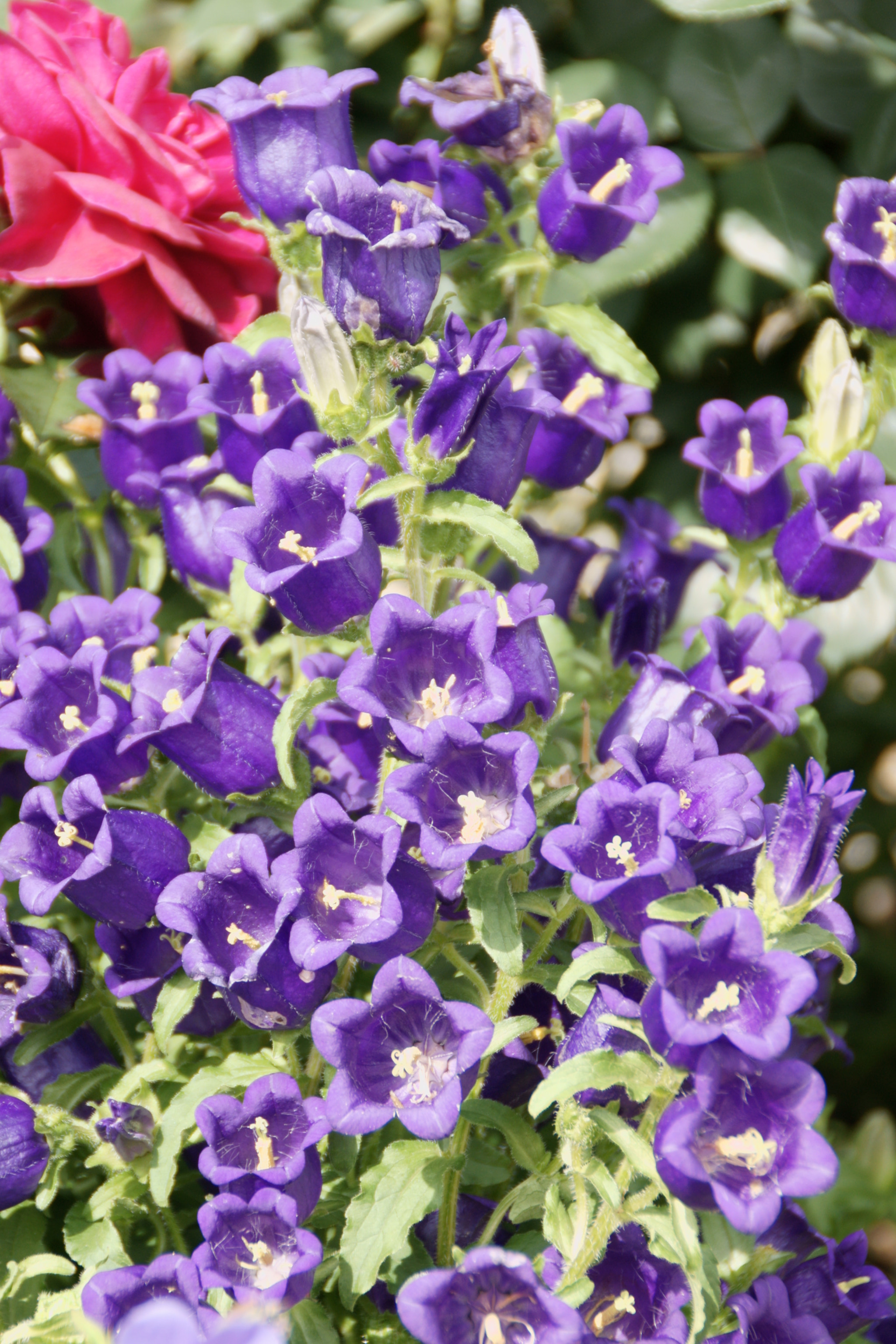 Sony DT 18-200mm F3.5-6.3 sample photo. 花で満たす photography