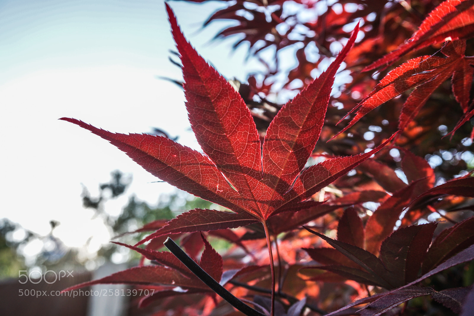 Sony a6300 sample photo. Red leaf photography