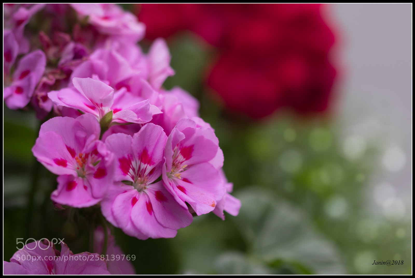 Canon EOS 77D (EOS 9000D / EOS 770D) sample photo. Pink pelargonium photography
