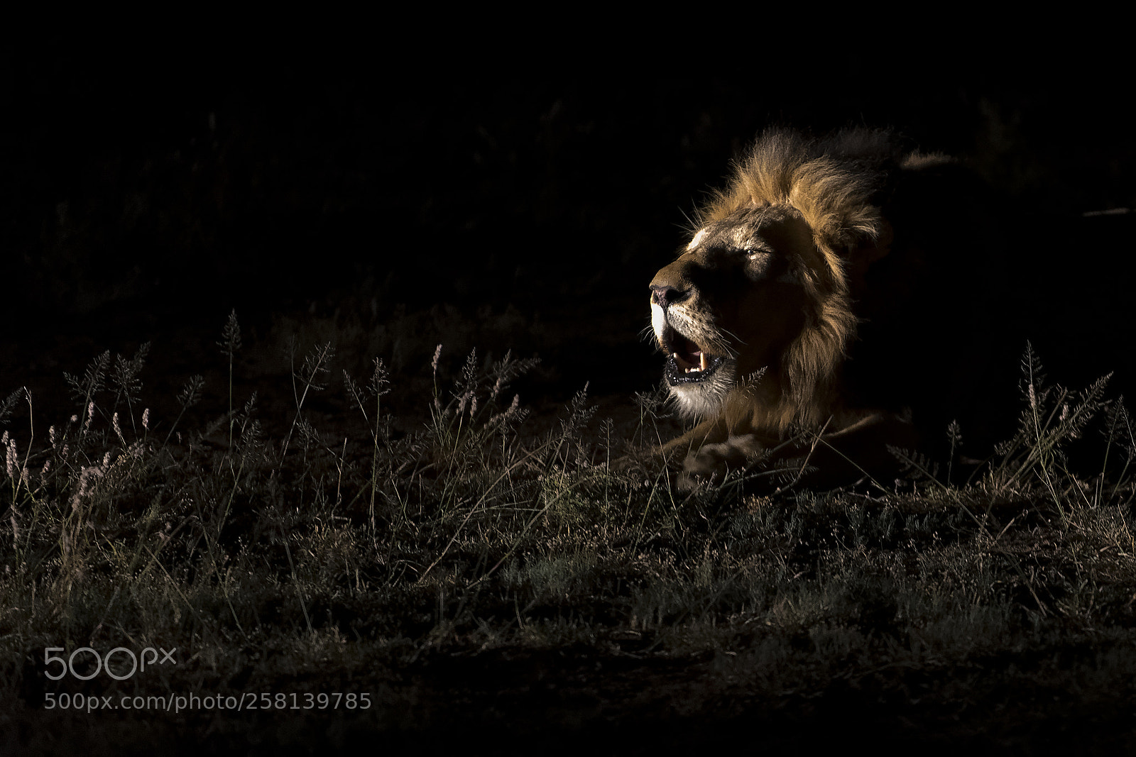 Nikon D810 sample photo. Lion in the night photography