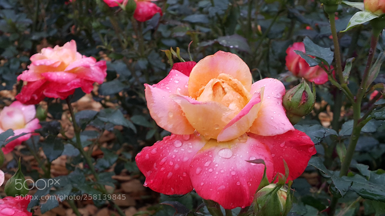 Samsung Galaxy Note4 sample photo. Untitled photography