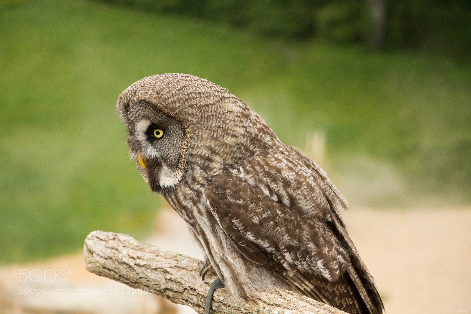 Canon EOS 700D (EOS Rebel T5i / EOS Kiss X7i) sample photo. Un chouette regard photography