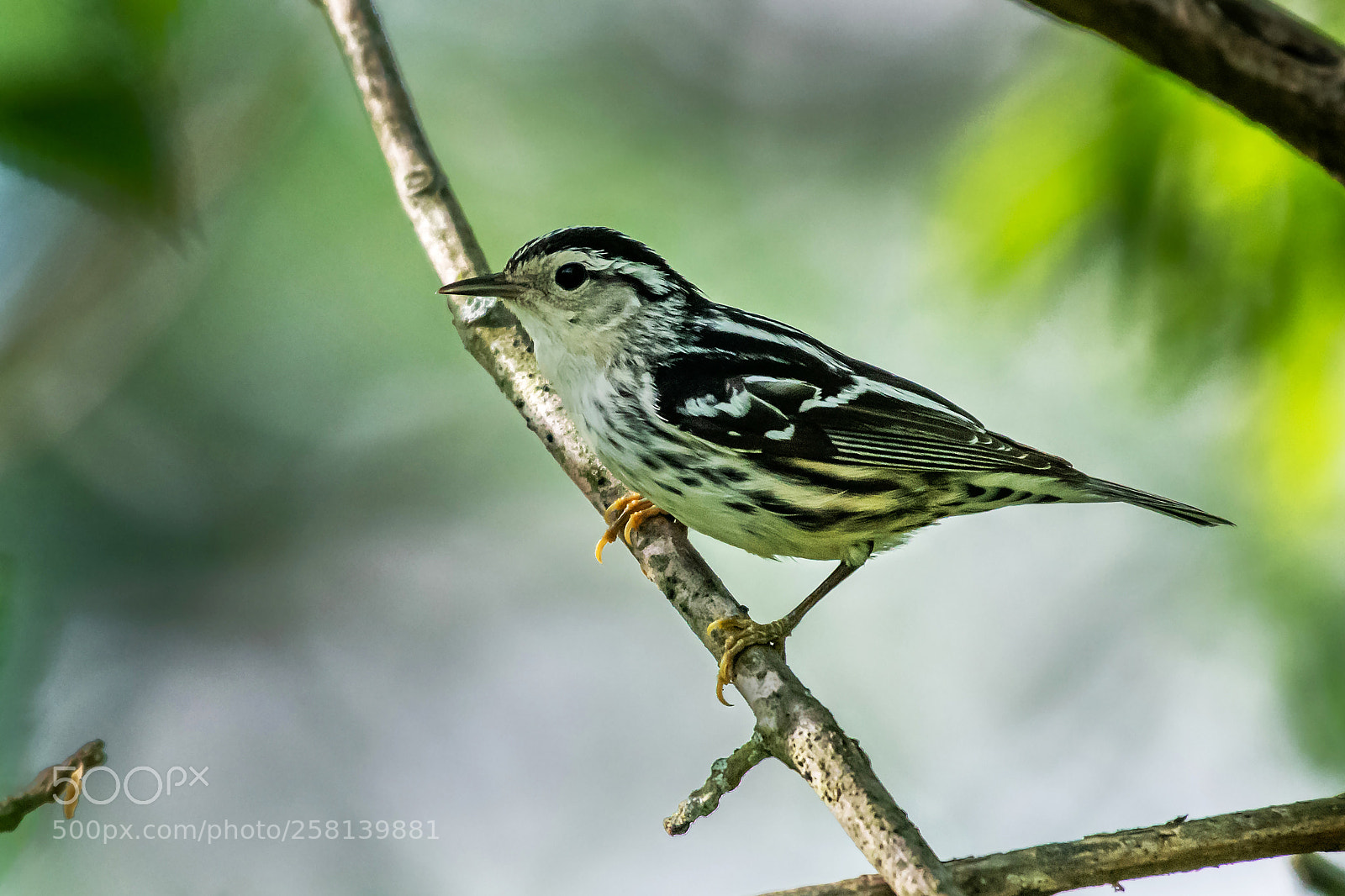 Nikon D850 sample photo. Black and white warbler photography