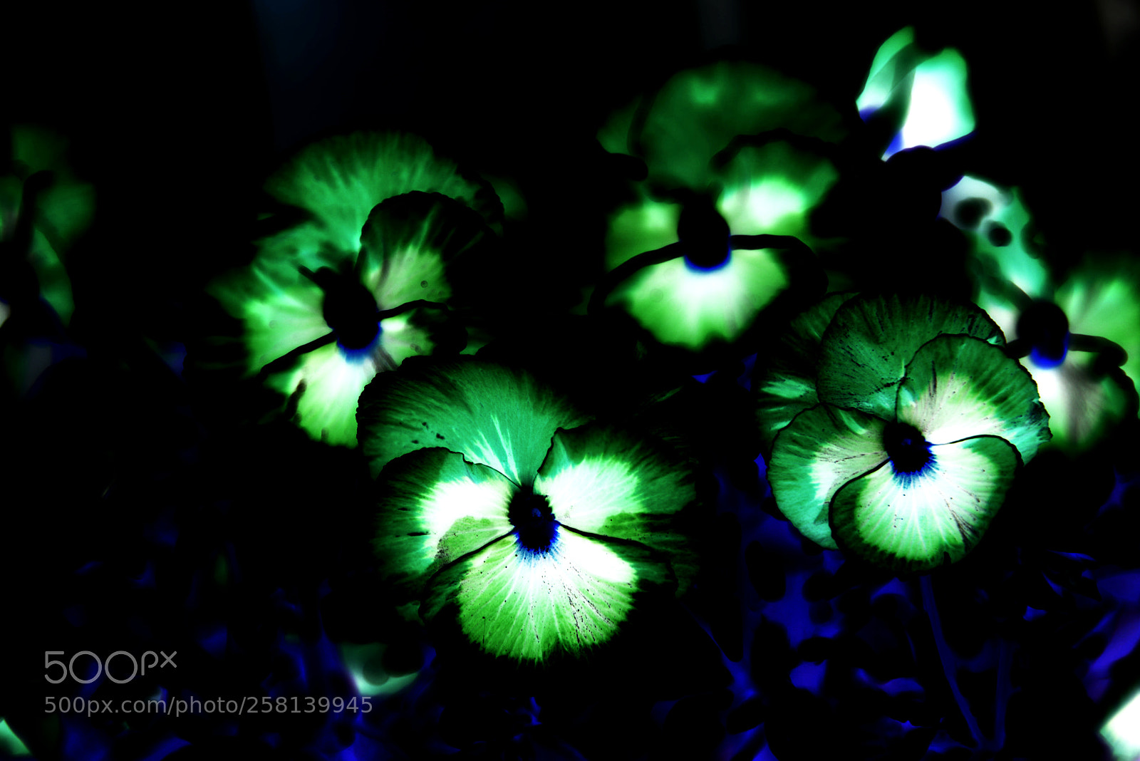 Nikon D600 sample photo. Abstract flowers photography