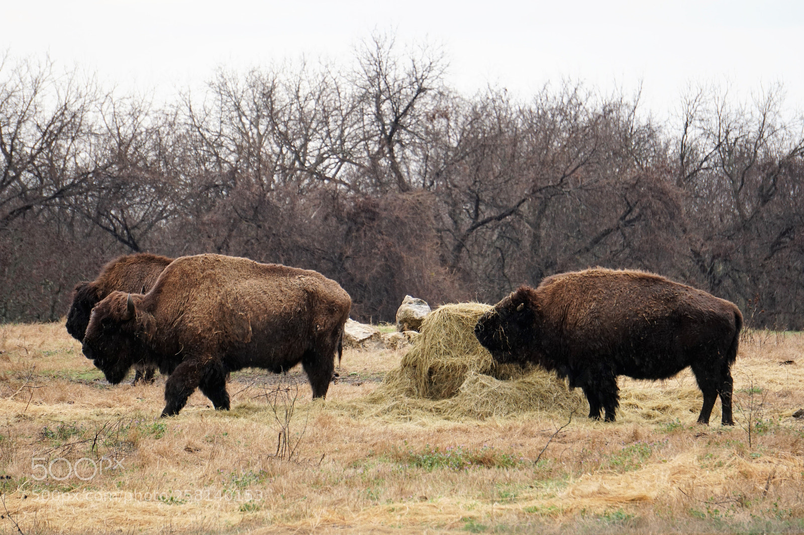 Sony a6300 sample photo. Bisons photography