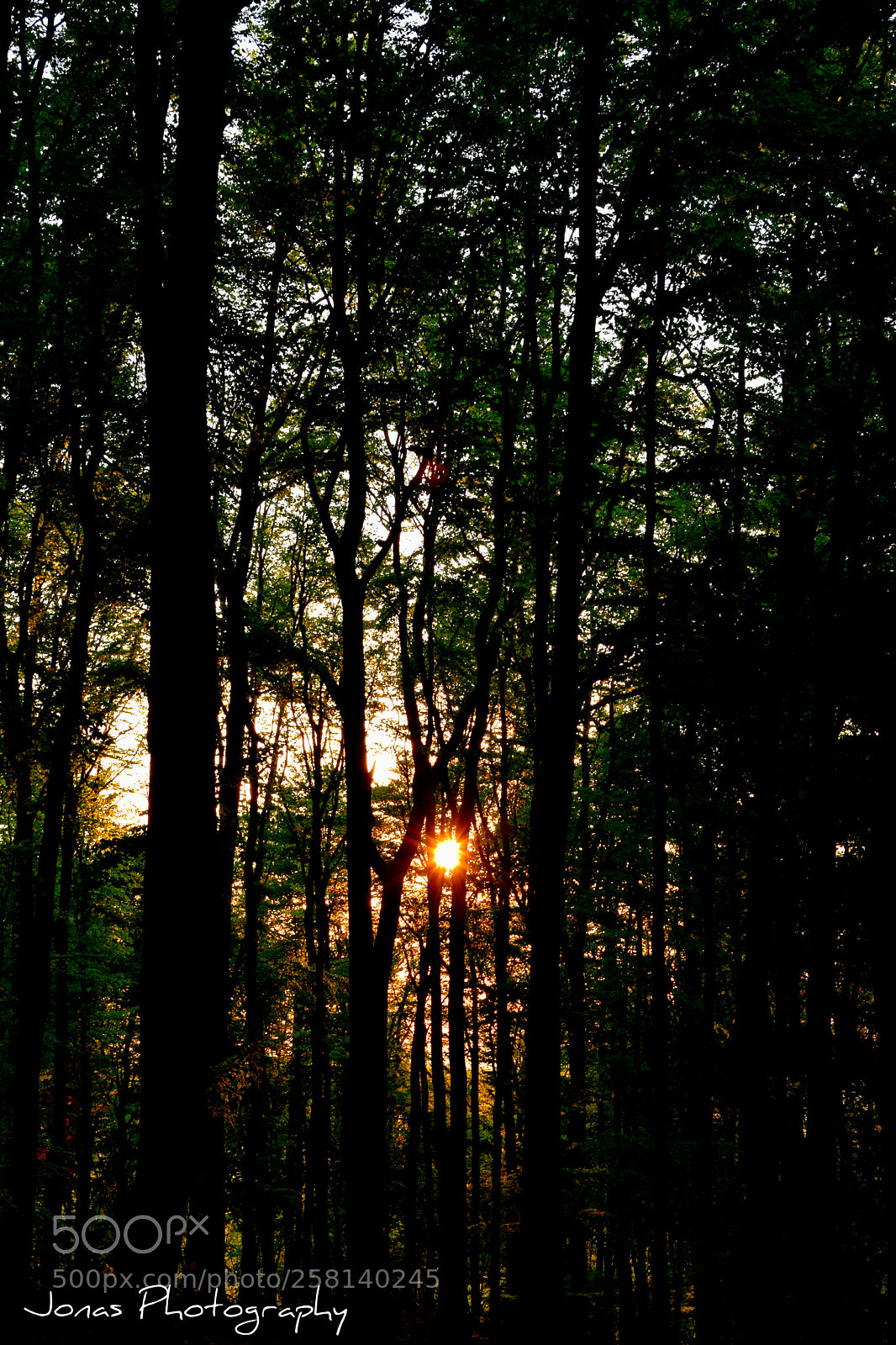 Nikon D5300 sample photo. Forest in spring photography