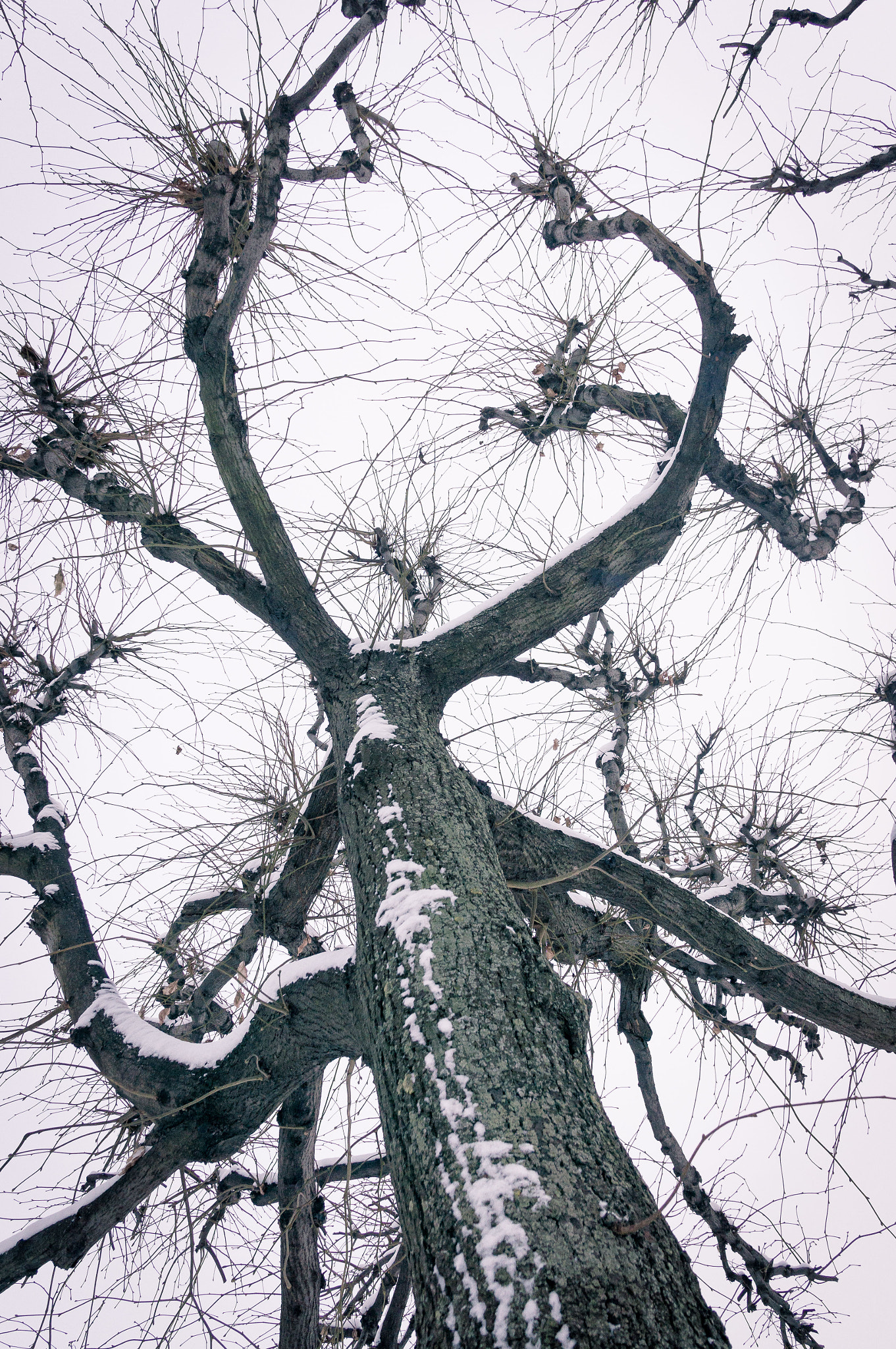 Sony Alpha NEX-5R sample photo. Winter tree photography