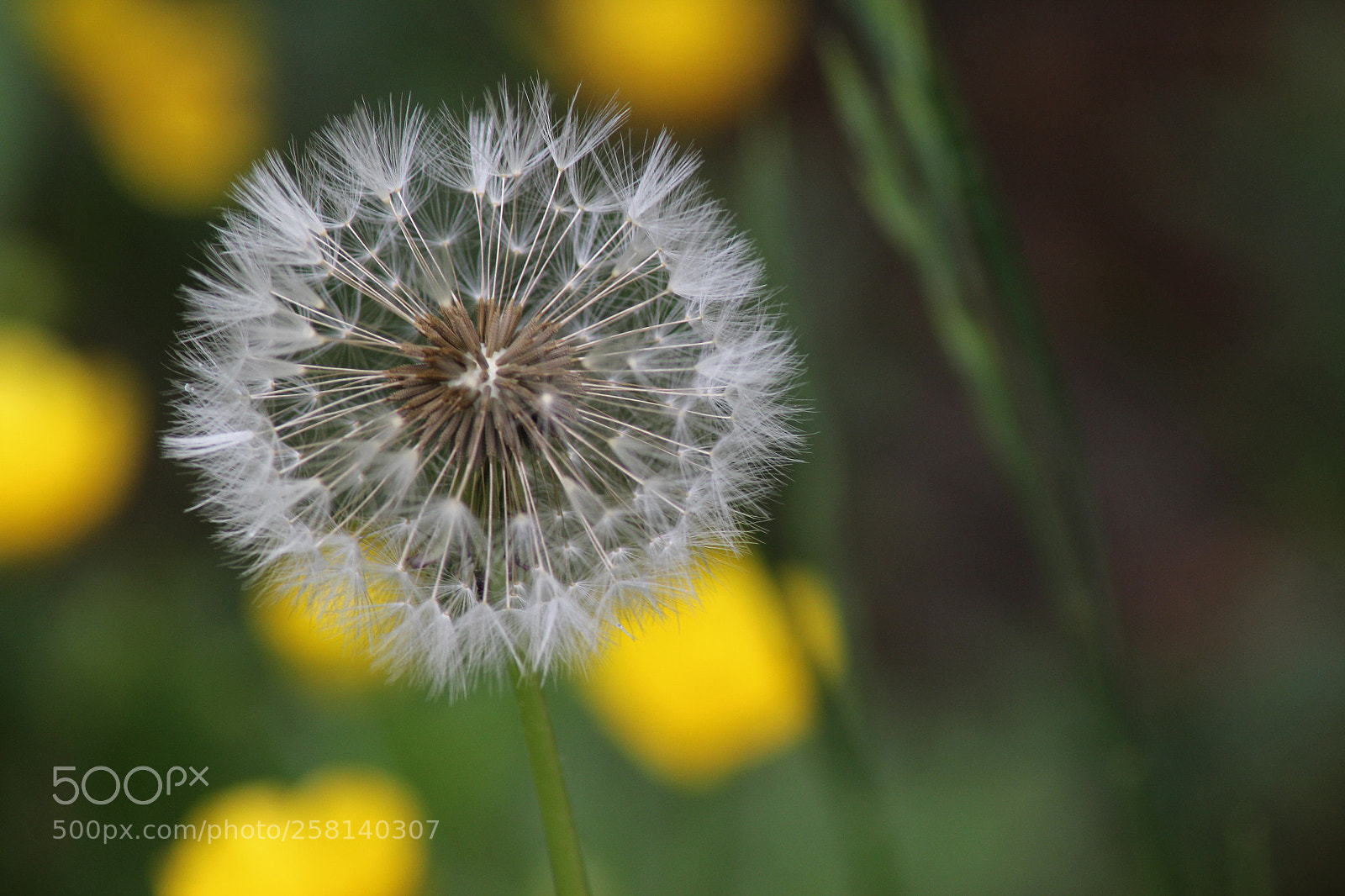 Canon EOS 1200D (EOS Rebel T5 / EOS Kiss X70 / EOS Hi) sample photo. Untitled photography