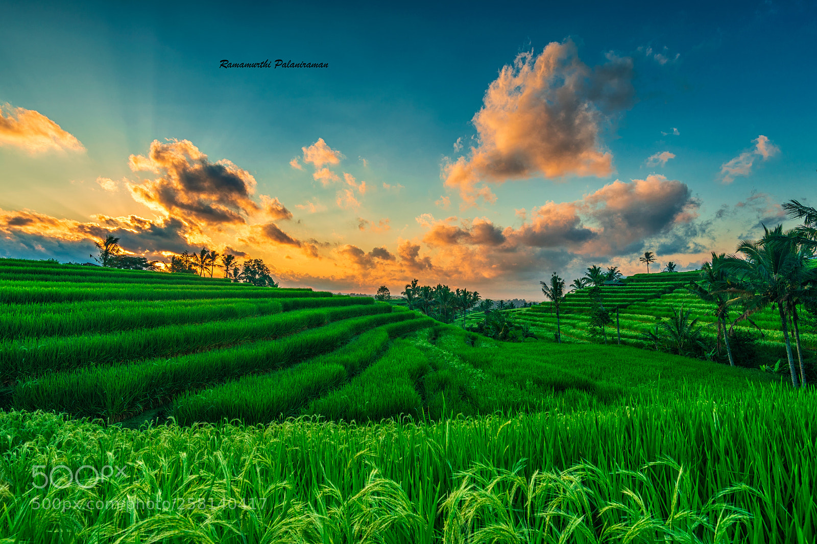Nikon D810 sample photo. Countryside beautiful rice terraces photography