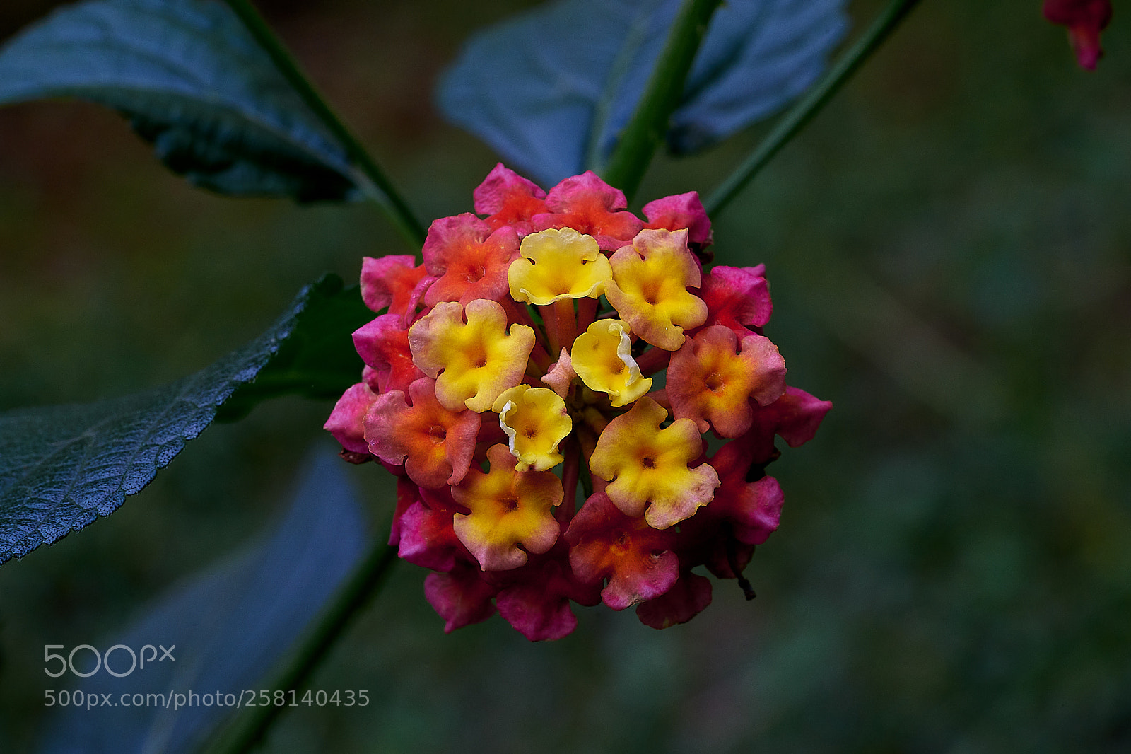 Sony a7 sample photo. Abg_180506_05 photography