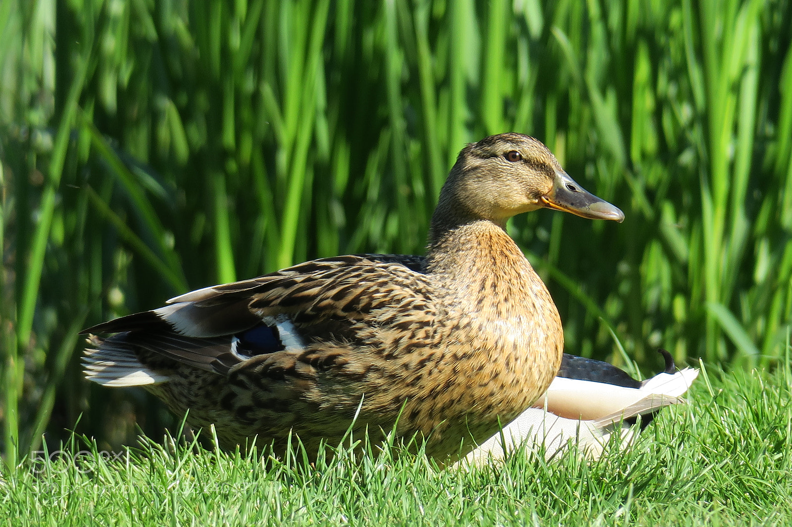 Canon PowerShot G3 X sample photo. Duck photography