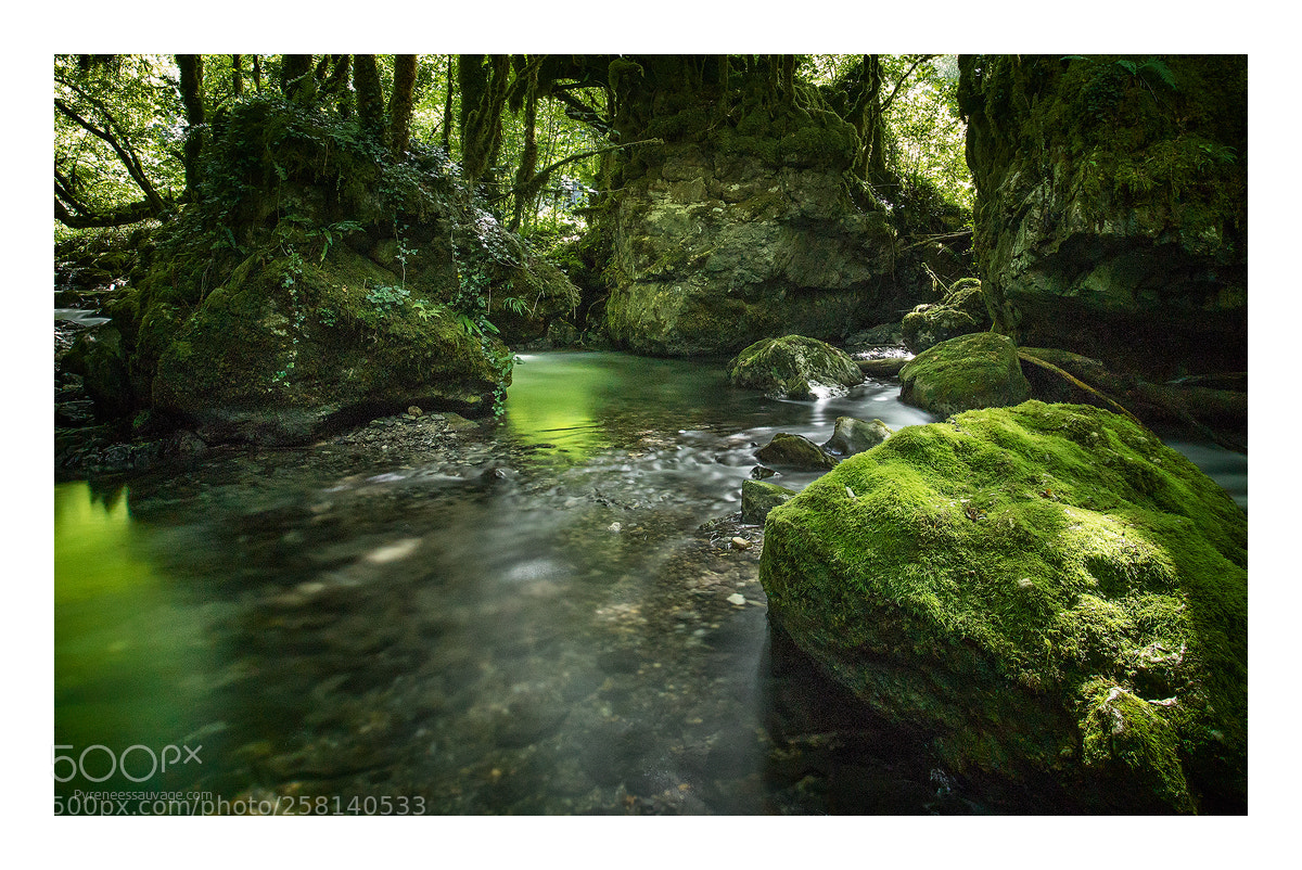 Canon EOS 5D Mark IV sample photo. Amazonie photography