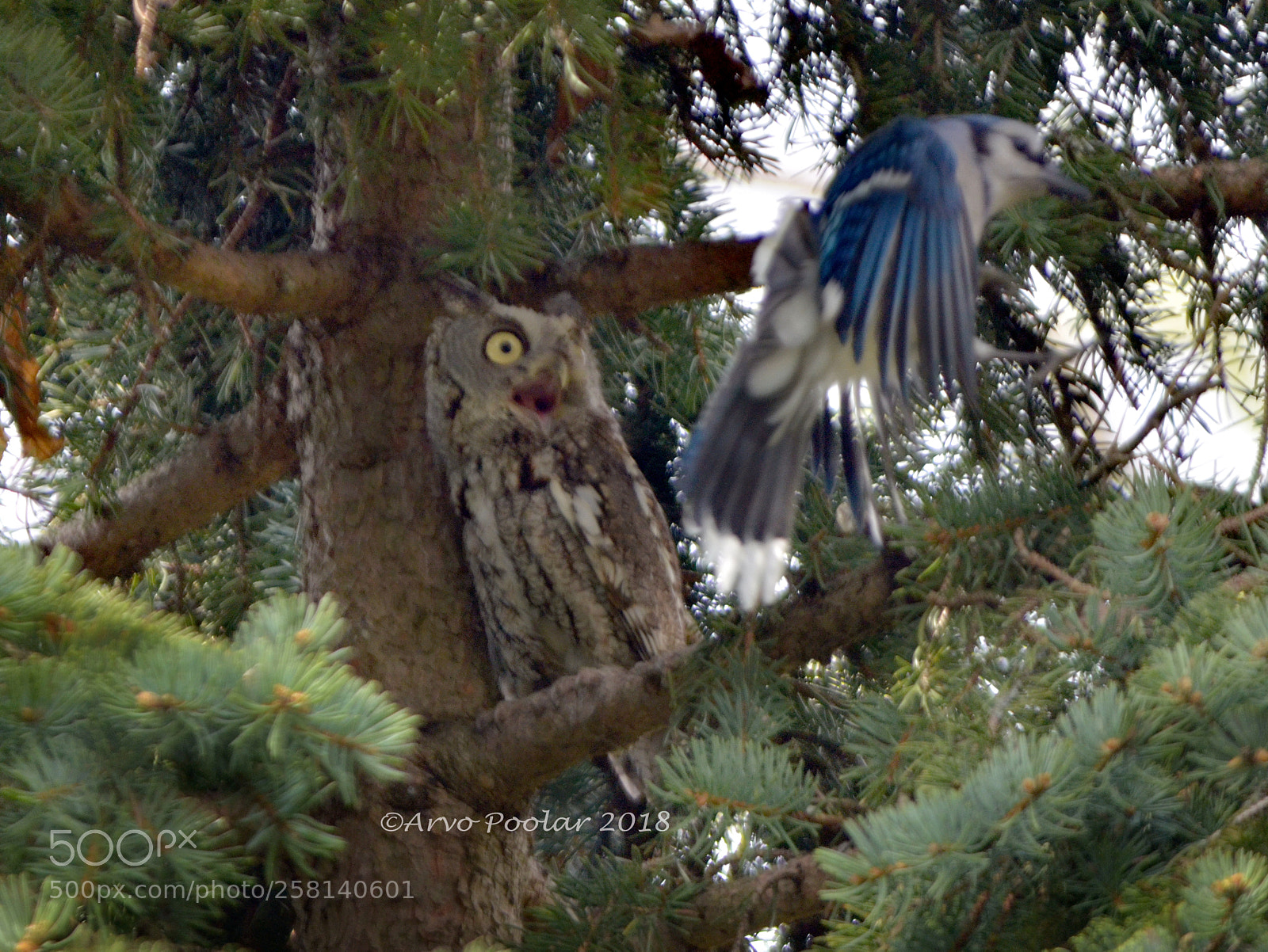 Nikon D7000 sample photo. Eastern screech owl photography