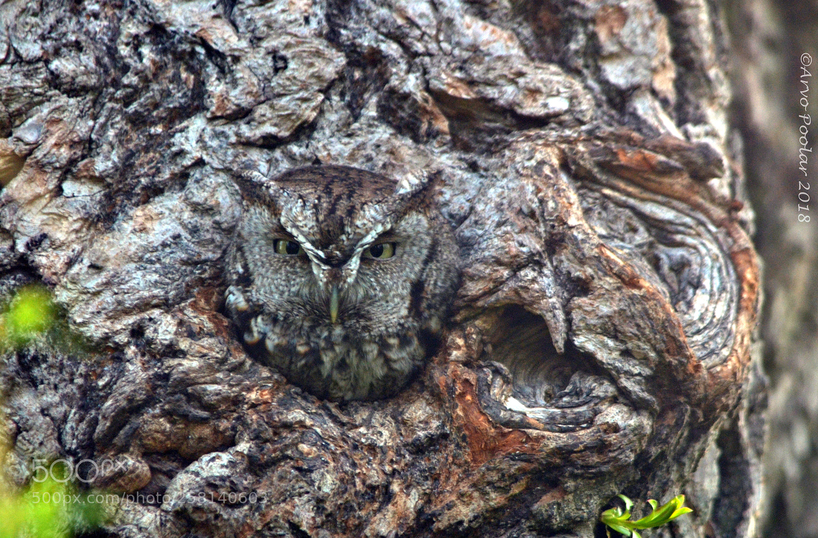 Nikon D7000 sample photo. Eastern screech owl photography