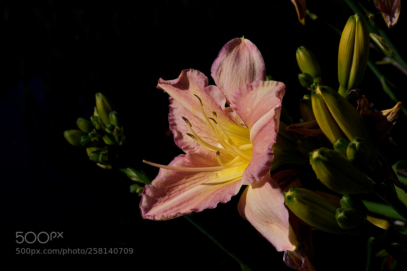 Sony a7 sample photo. Abg_180513_7 photography