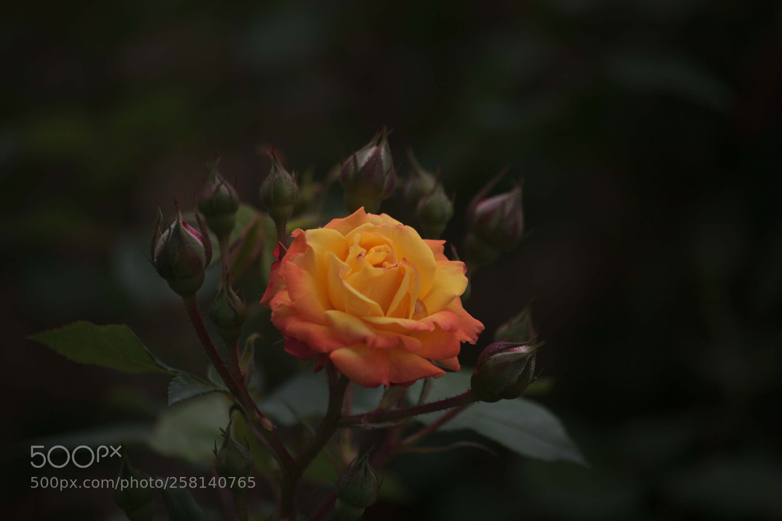 Canon EOS 5D Mark II sample photo. A drop of water photography