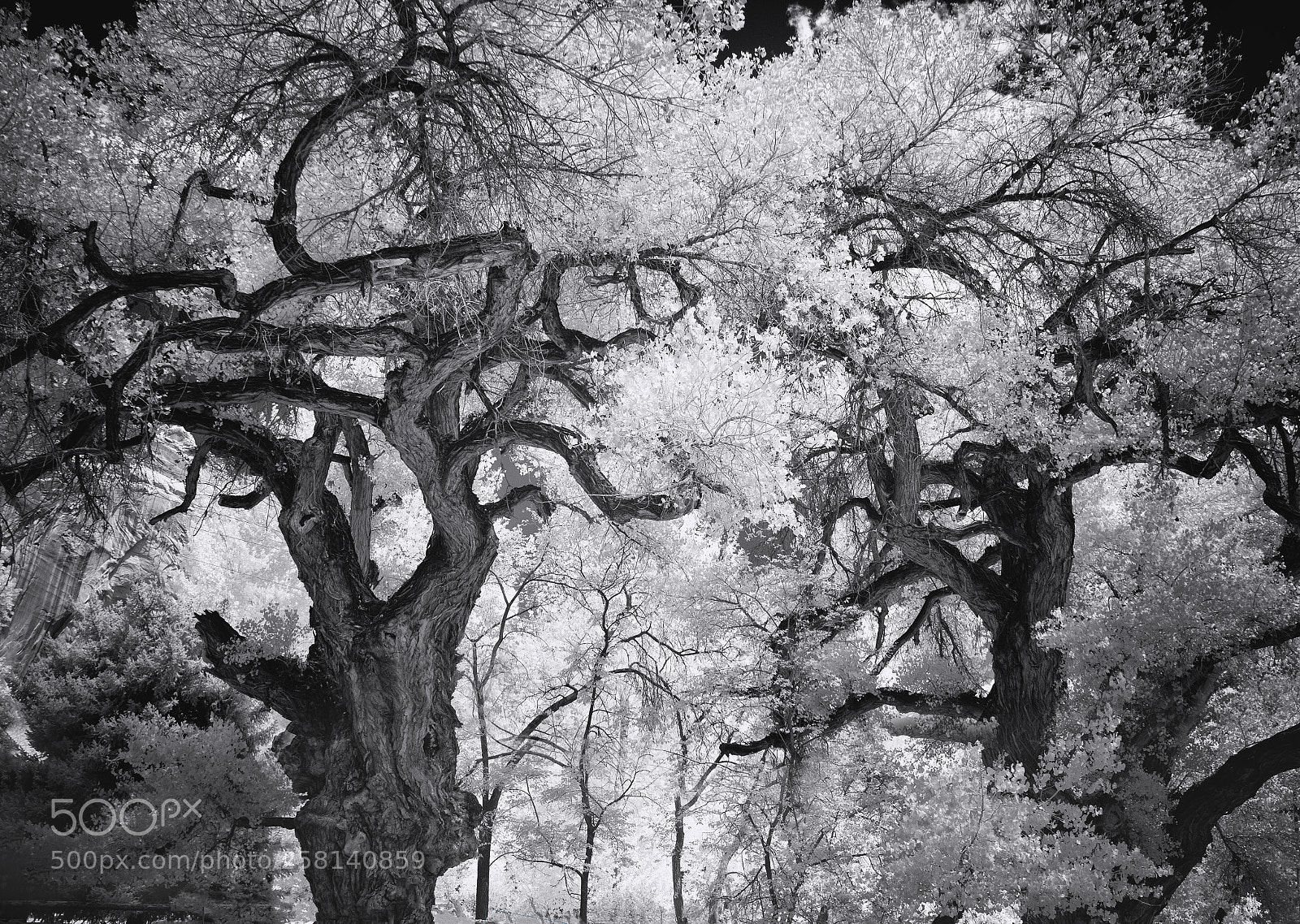 Canon EOS M sample photo. Fremont cottonwood trees photography