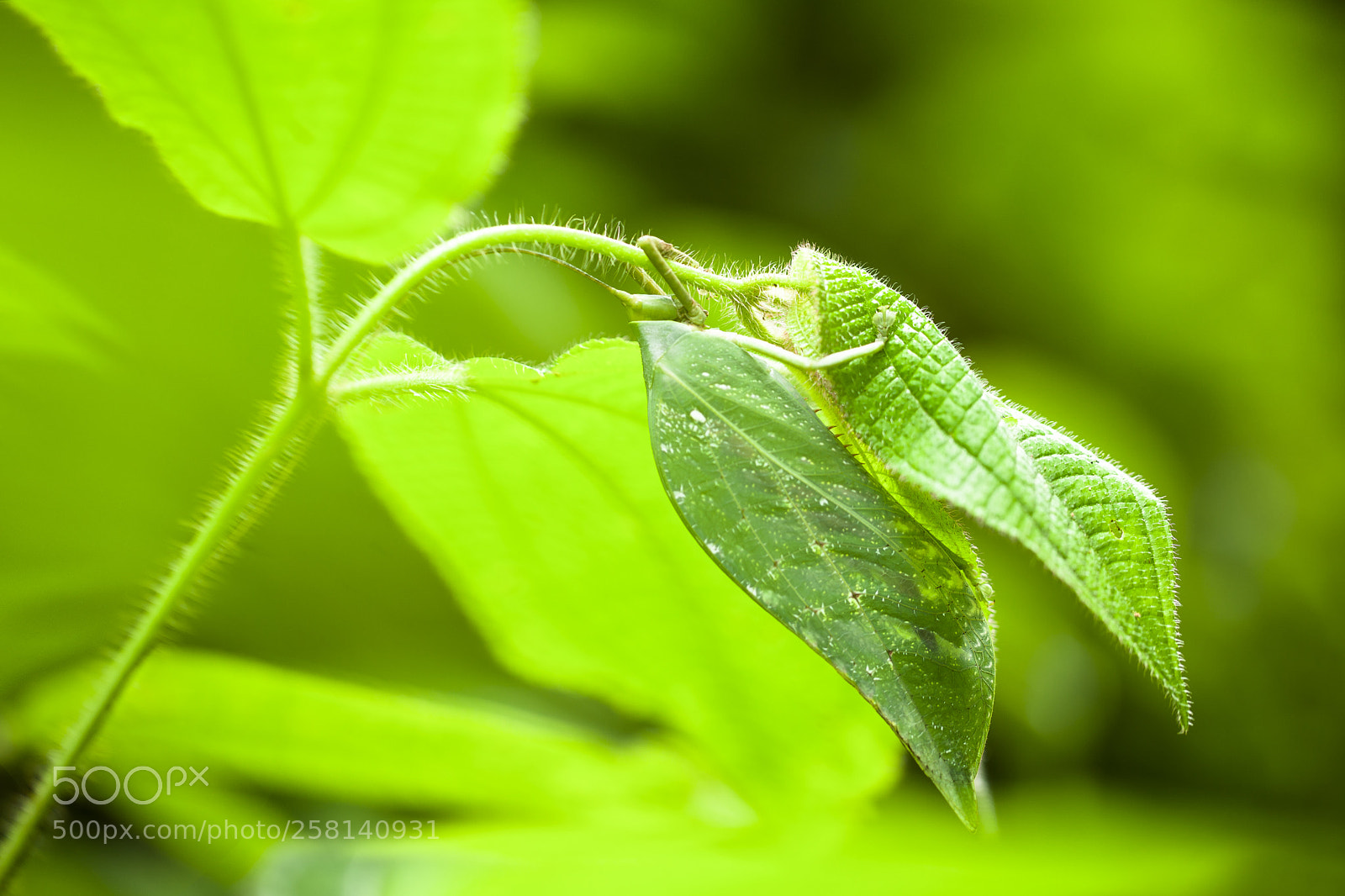 Canon EOS 5D Mark II sample photo. S a f e photography