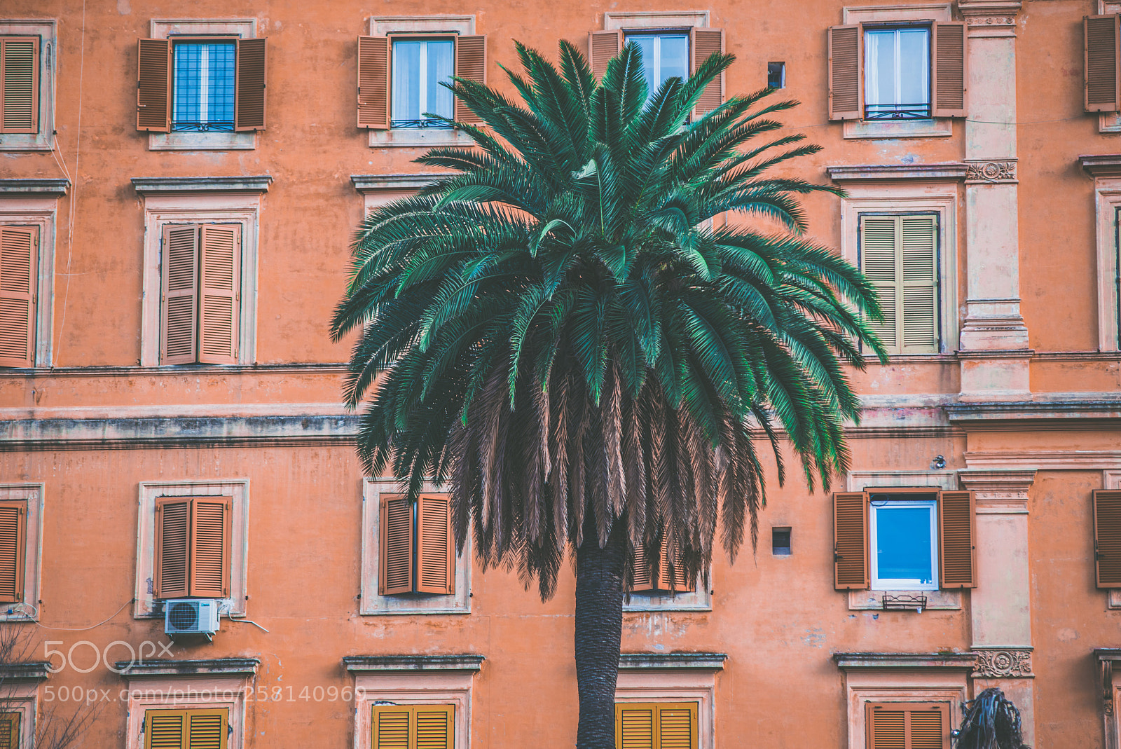 Nikon D610 sample photo. The palm photography