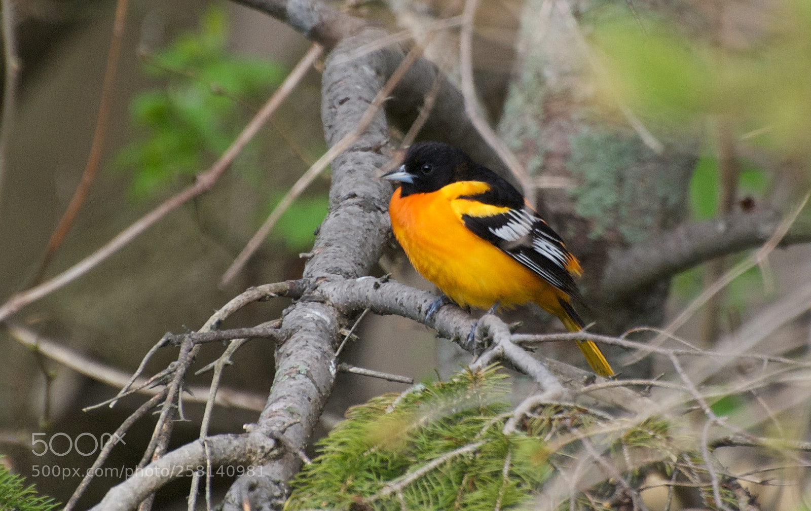 Nikon D80 sample photo. Baltimore oriole photography