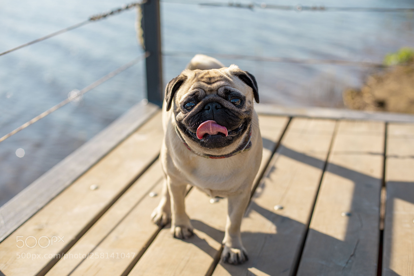 Canon EOS 5D Mark IV sample photo. Pug for a walk photography
