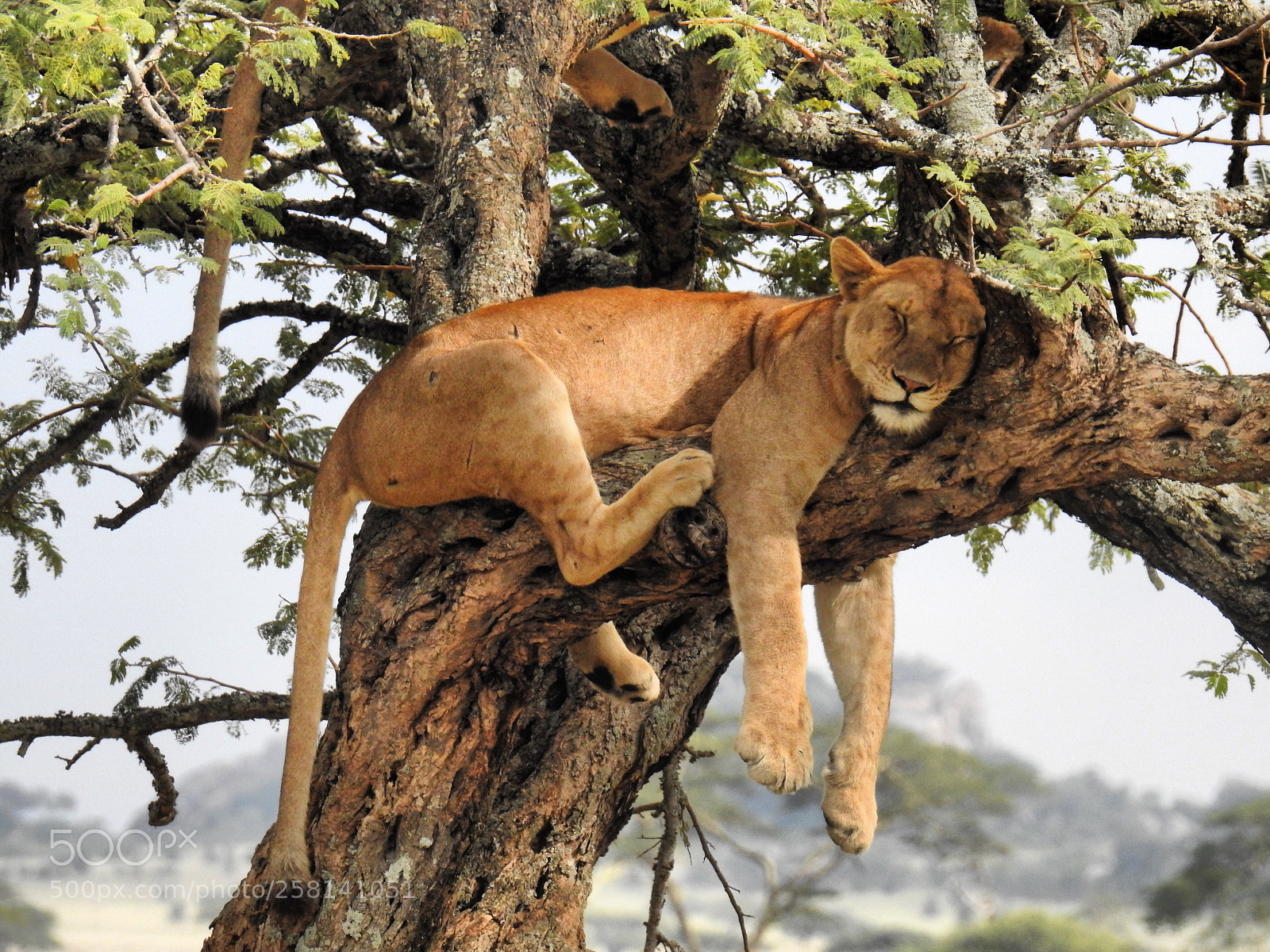 Nikon Coolpix P900 sample photo. Lioness photography