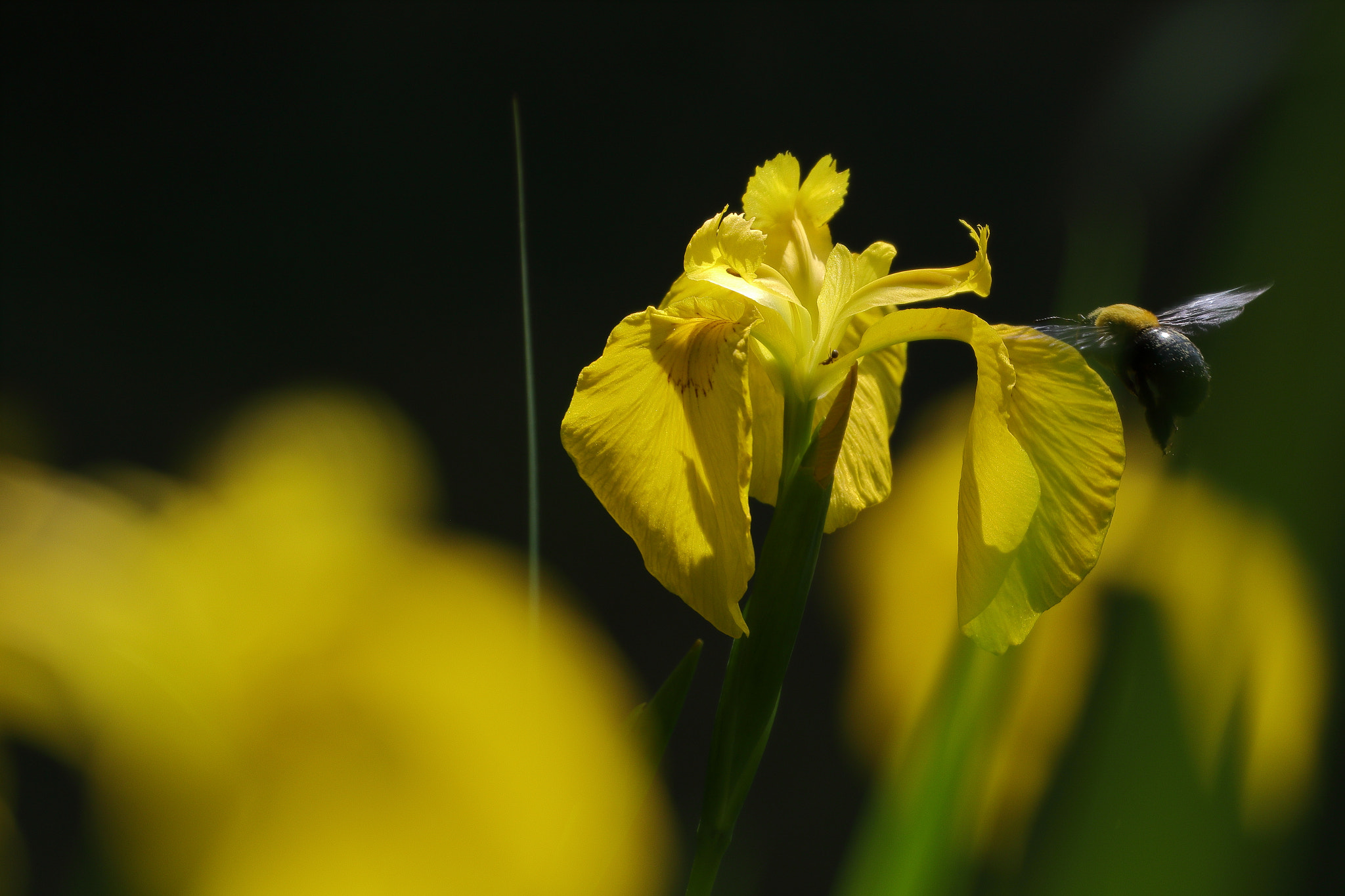 Canon EOS 7D Mark II + Canon EF 100-400mm F4.5-5.6L IS II USM sample photo. Yellow iris and carpenter bee

7i2a1297 photography