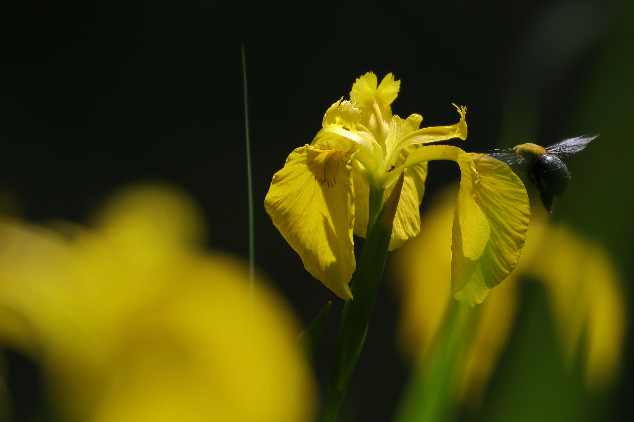 Canon EOS 7D Mark II sample photo. Yellow iris and carpenter bee

7i2a1297 photography