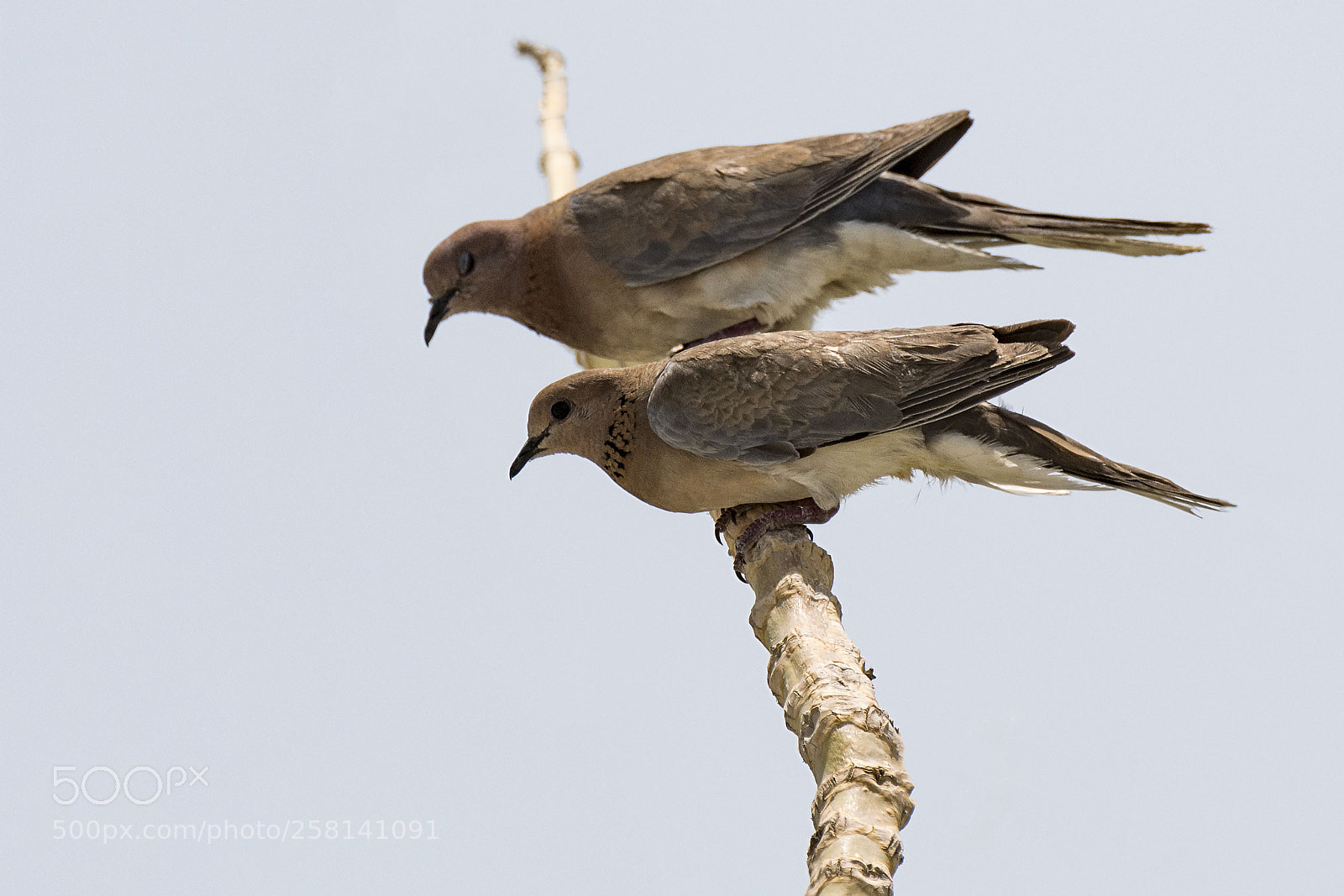 Nikon D500 sample photo. Laughing dove couple photography