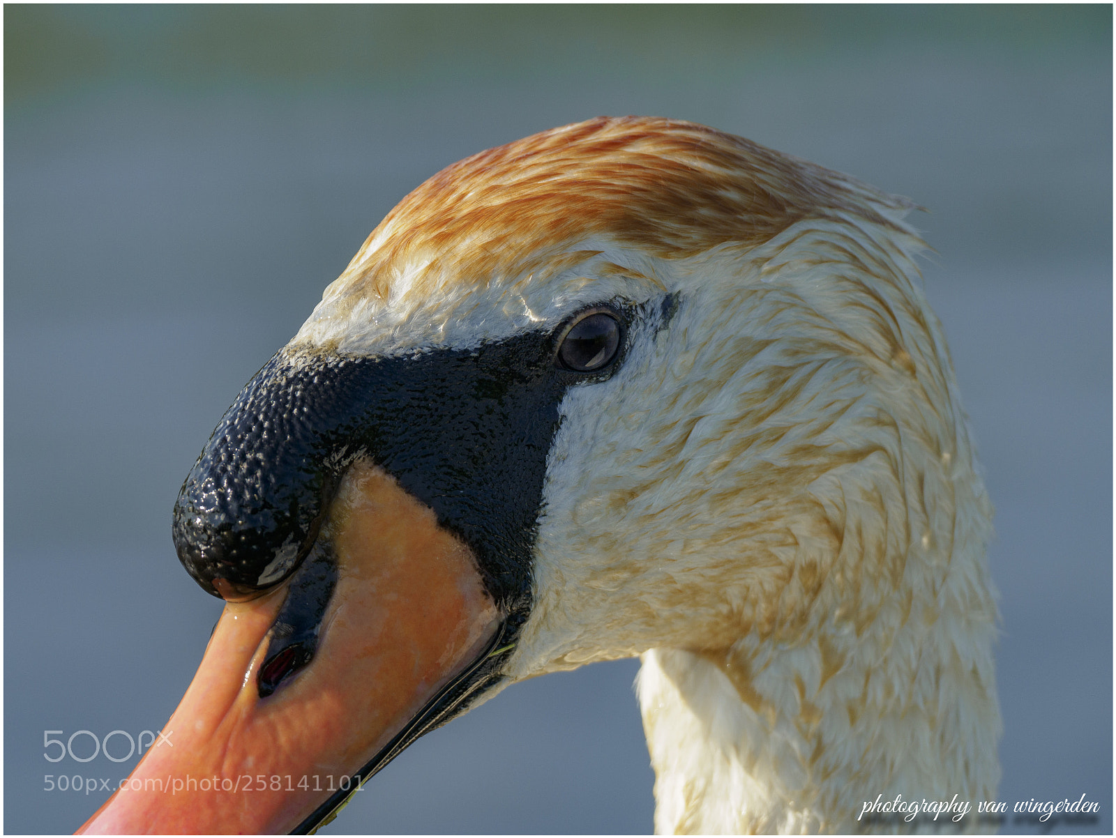Olympus OM-D E-M1 Mark II sample photo. Knobbelzwaan photography