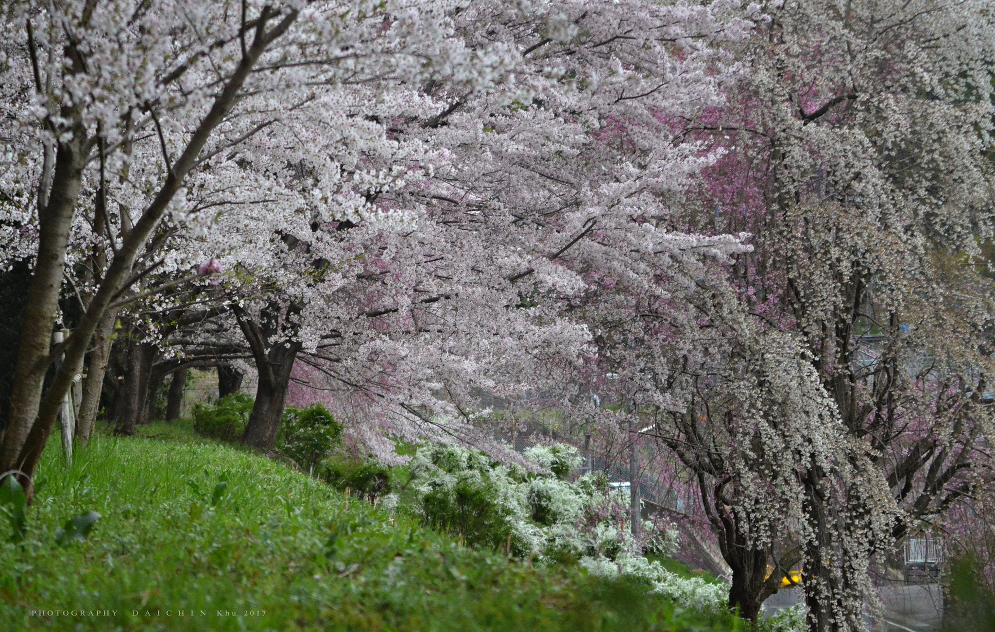 Nikon D7000 + AF Zoom-Nikkor 70-300mm f/4-5.6D ED sample photo. Cherry blossoms photography