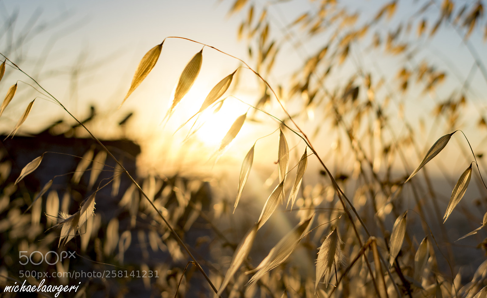 Nikon D3400 sample photo. Catch the sun photography