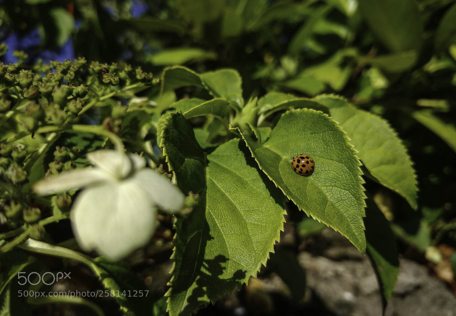 OnePlus 5 sample photo. Morning lady bug photography