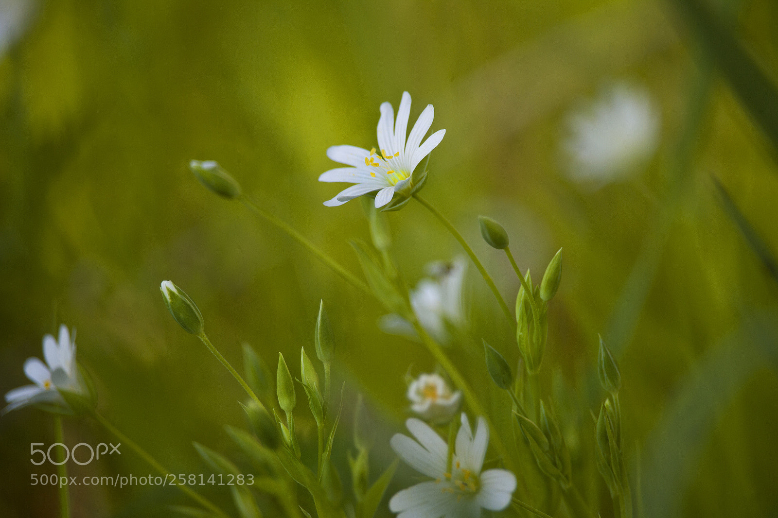 Canon EOS 7D sample photo. ** photography