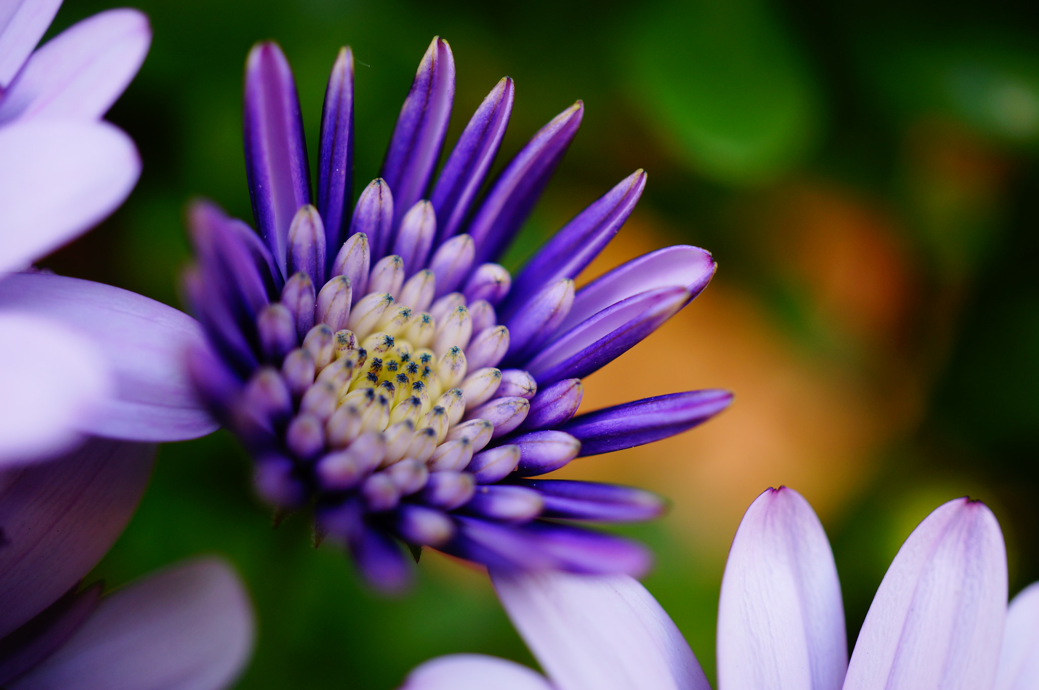 Sony Alpha NEX-5T sample photo. African daisy photography