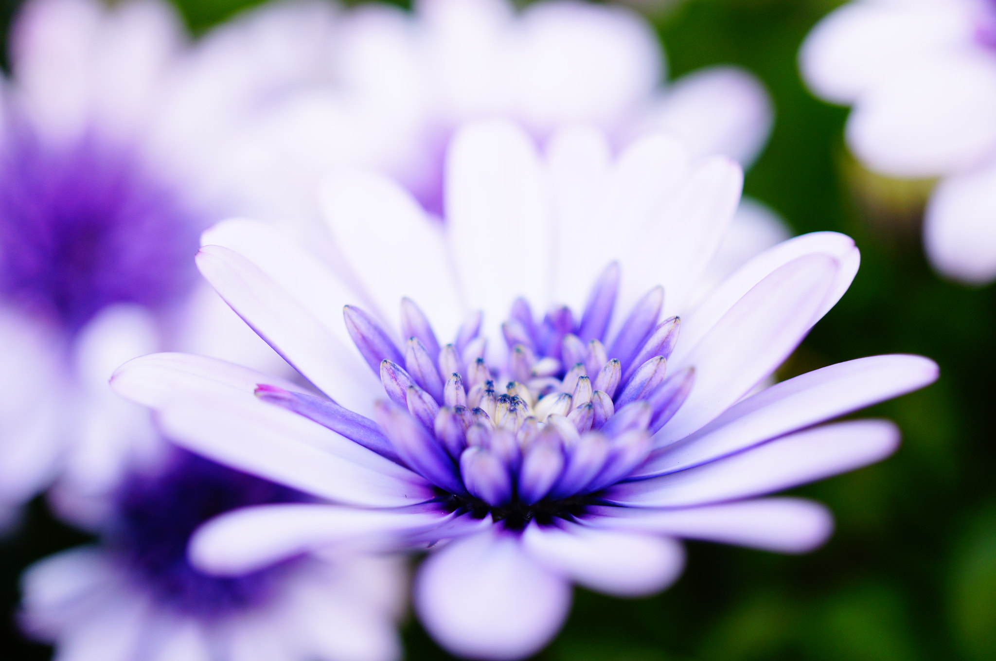 Sony Alpha NEX-5T sample photo. African daisy photography