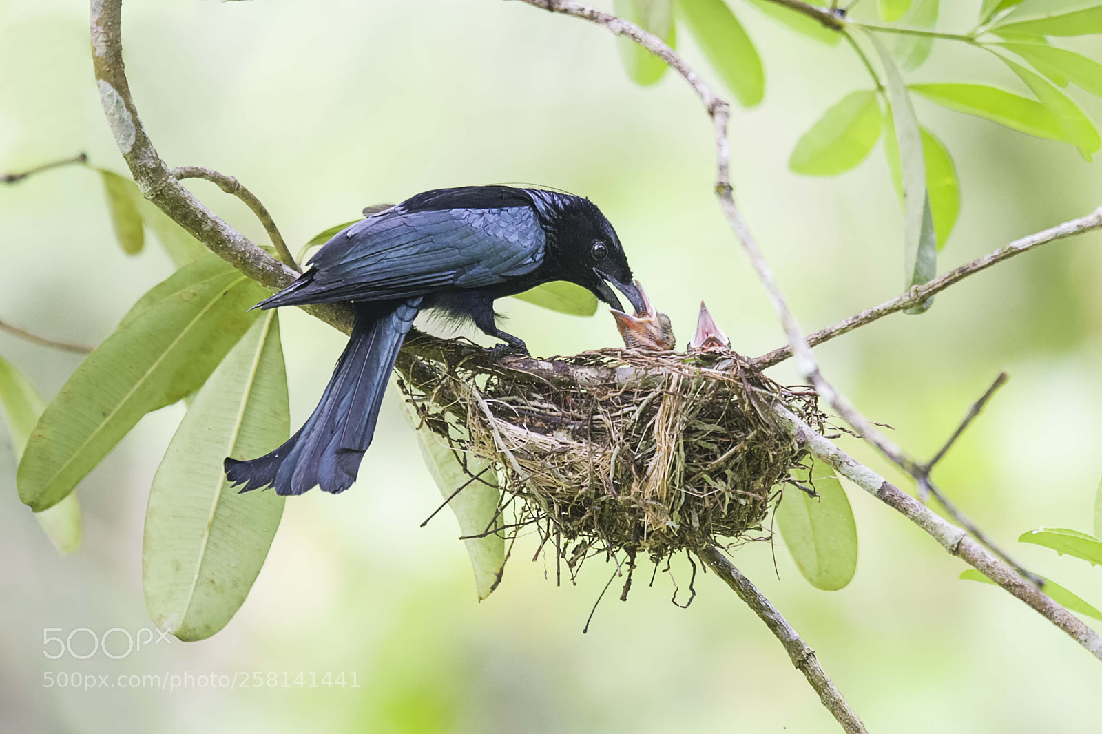 Nikon D4 sample photo. Hair crested drongo photography
