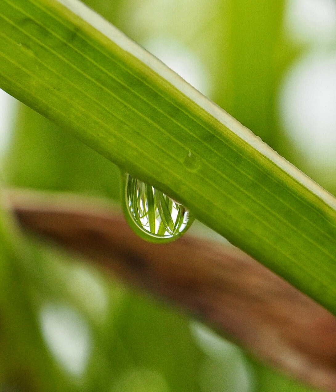 Olympus PEN E-PL7 sample photo. Droplets photography