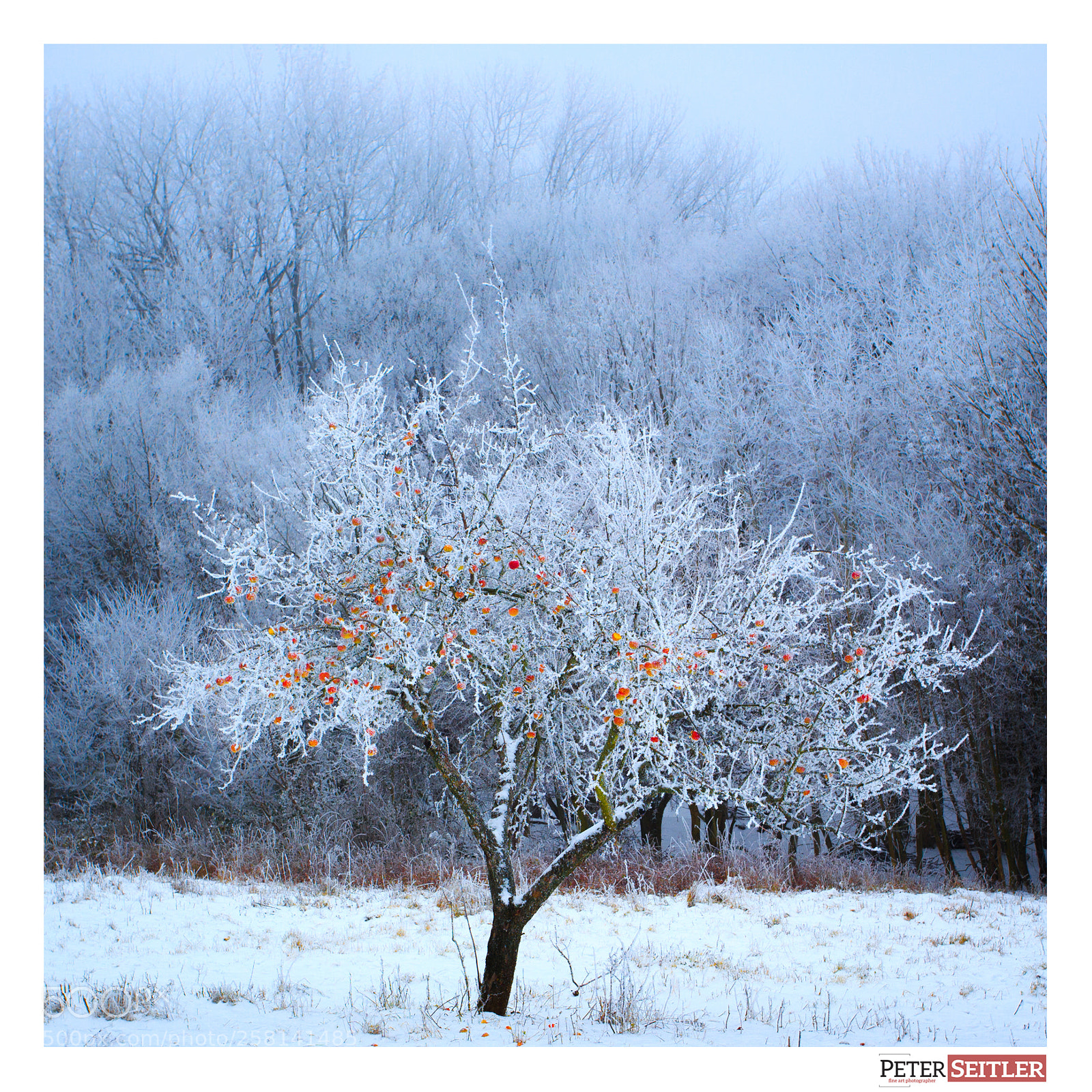 Canon EOS 6D sample photo. Apple photography