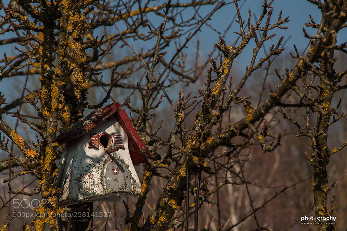 Canon EOS 500D (EOS Rebel T1i / EOS Kiss X3) sample photo. Birds house photography