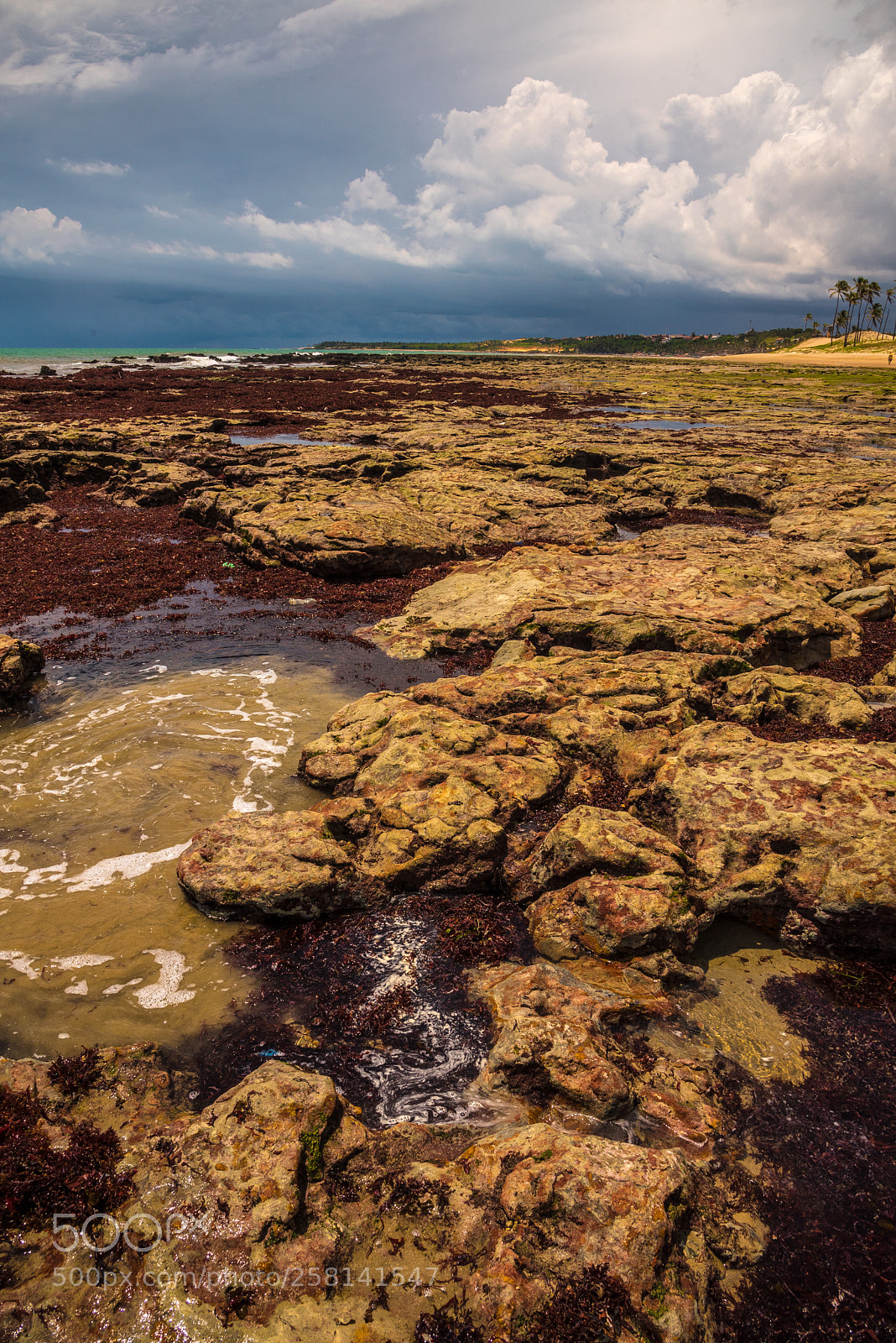 Nikon D750 sample photo. Seagrass on the rocks photography