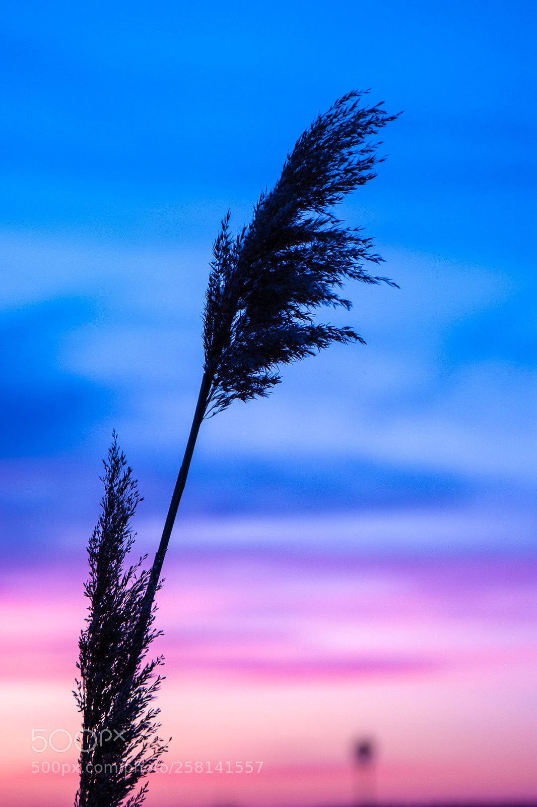 Canon EOS 80D sample photo. Seagrass photography