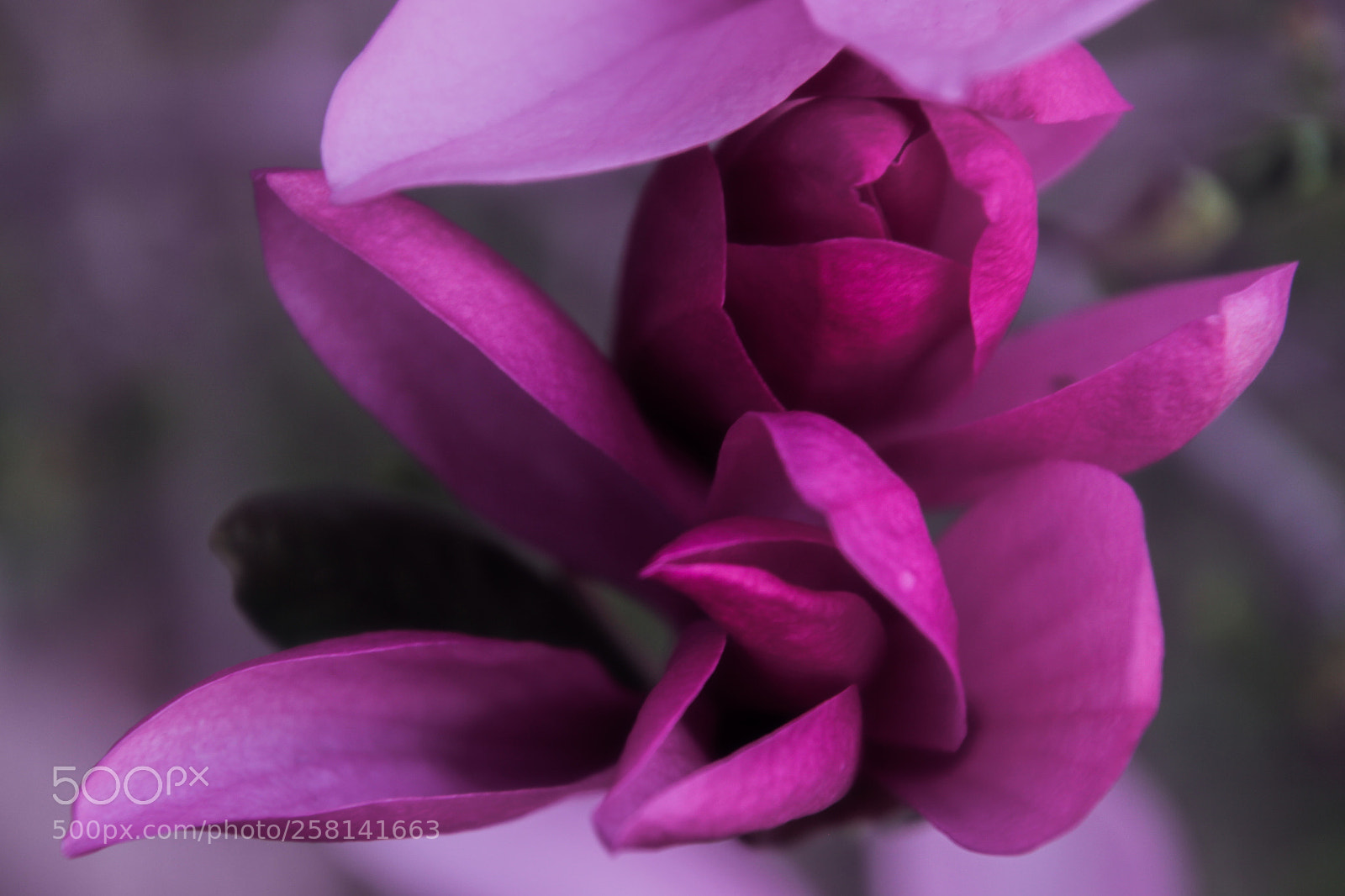 Canon EOS 7D sample photo. Unfolding the beauty photography