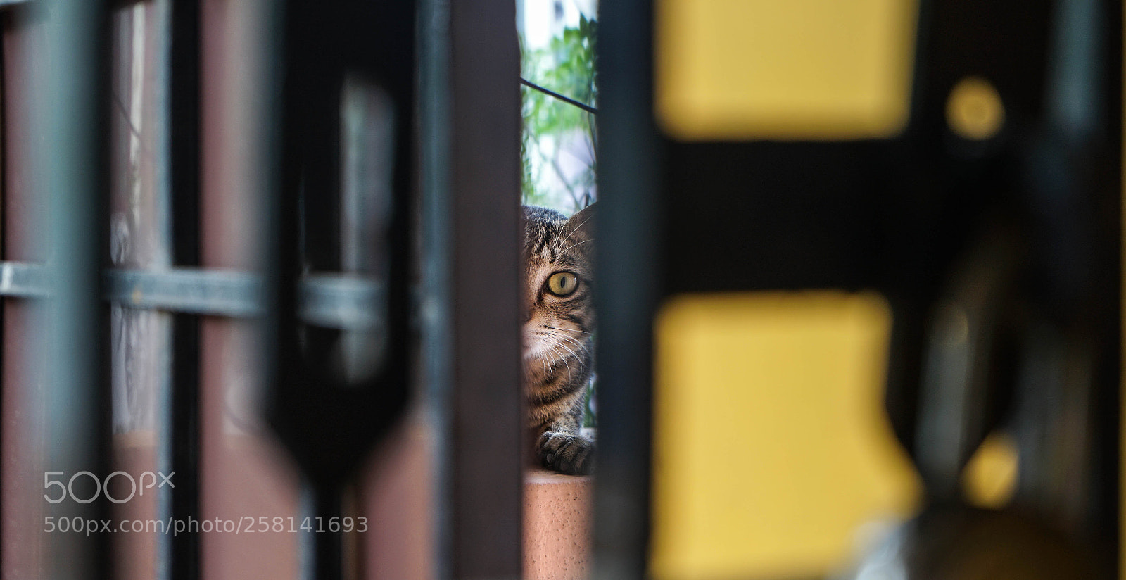Sony a7 II sample photo. Vision is the key photography